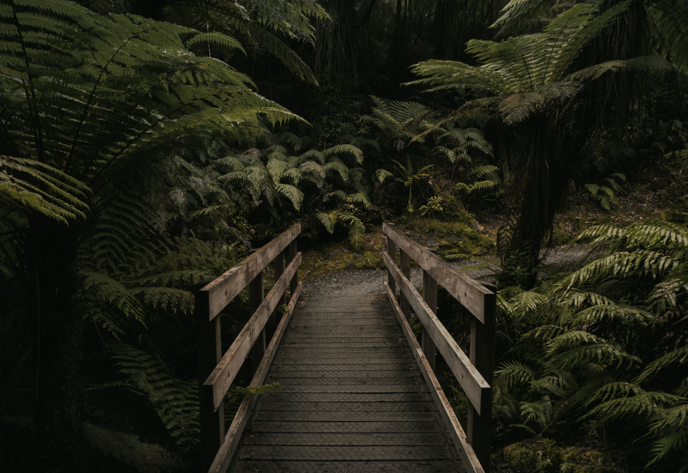 A small wooden footbridge through a lush green fern forest